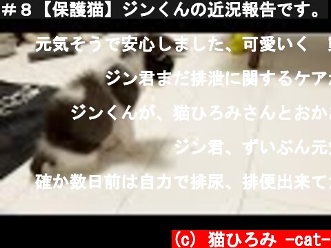 ＃８【保護猫】ジンくんの近況報告です。  (c) 猫ひろみ -cat-