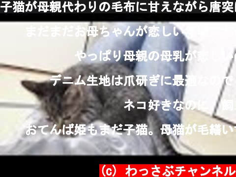 子猫が母親代わりの毛布に甘えながら唐突に寝る  (c) わっさぶチャンネル