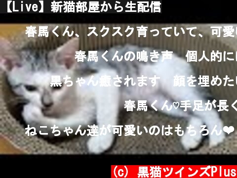 【Live】新猫部屋から生配信  (c) 黒猫ツインズPlus