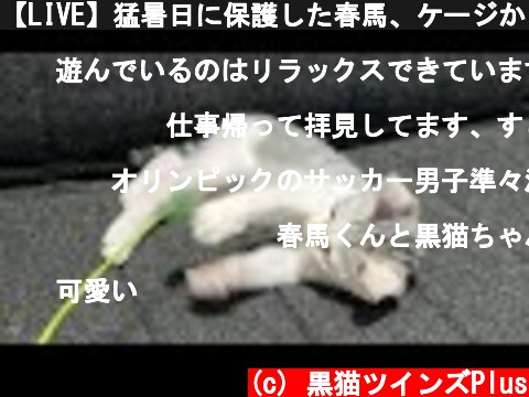 【LIVE】猛暑日に保護した春馬、ケージから出しての生放送  (c) 黒猫ツインズPlus