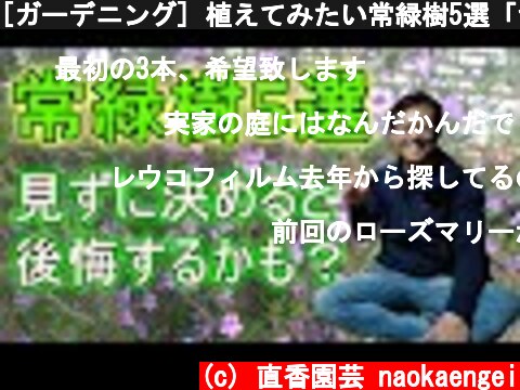 [ガーデニング] 植えてみたい常緑樹5選「ナーセリーでもあるプロガーデナーがちょっと変わった常緑樹をご紹介」  (c) 直香園芸 naokaengei