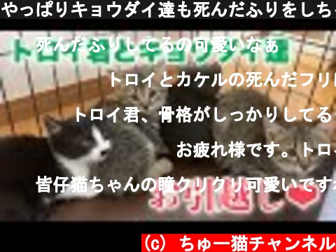 やっぱりキョウダイ達も死んだふりをしちゃう子猫達のお引越し【4 kittens】  (c) ちゅー猫チャンネル