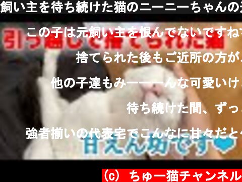 飼い主を待ち続けた猫のニーニーちゃんの近況報告【Rescued cat】  (c) ちゅー猫チャンネル
