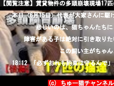 【閲覧注意】賃貸物件の多頭崩壊現場17匹の猫達〜後編〜【Animal hoarding】  (c) ちゅー猫チャンネル