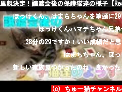 里親決定！譲渡会後の保護猫達の様子【Rescued cats】  (c) ちゅー猫チャンネル
