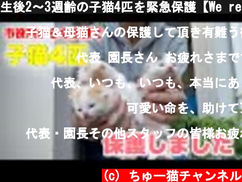 生後2〜3週齢の子猫4匹を緊急保護【We rescued 4 kittens】  (c) ちゅー猫チャンネル