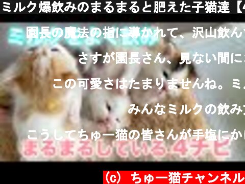 ミルク爆飲みのまるまると肥えた子猫達【4 kittens】  (c) ちゅー猫チャンネル