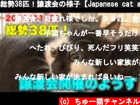 総勢38匹！譲渡会の様子【Japanese cat adoption event】  (c) ちゅー猫チャンネル