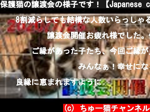 保護猫の譲渡会の様子です！【Japanese cat adoption event】  (c) ちゅー猫チャンネル