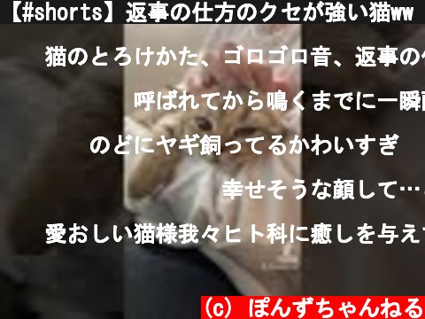 【#shorts】返事の仕方のクセが強い猫ww【#喋る猫】  (c) ぽんずちゃんねる