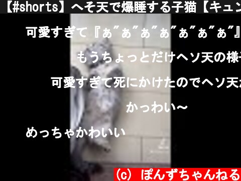 【#shorts】へそ天で爆睡する子猫【キュン死注意】  (c) ぽんずちゃんねる