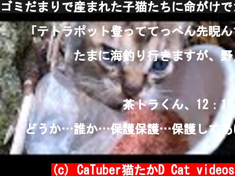 ゴミだまりで産まれた子猫たちに命がけでカルカン(kalkan)子ねこ用を給餌する 前半 野良猫 感動猫動画  (c) CaTuber猫たかD Cat videos