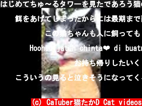 はじめてちゅ～るタワーを見たであろう猫の反応がカワイイ 野良猫 感動猫動画 ASMR #Shorts  (c) CaTuber猫たかD Cat videos