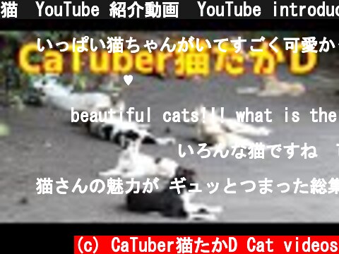 猫　YouTube 紹介動画　YouTube introduction video  (c) CaTuber猫たかD Cat videos