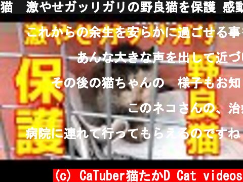 猫  激やせガッリガリの野良猫を保護 感動猫動画  (c) CaTuber猫たかD Cat videos