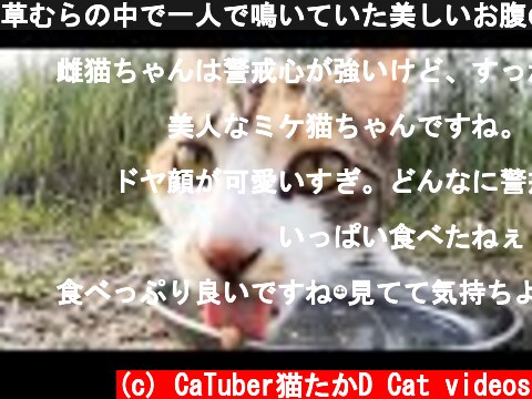 草むらの中で一人で鳴いていた美しいお腹の大きい猫にカルカン(kalkan)とちゅ～るを給餌したら。。。 野良猫 感動猫動画  (c) CaTuber猫たかD Cat videos