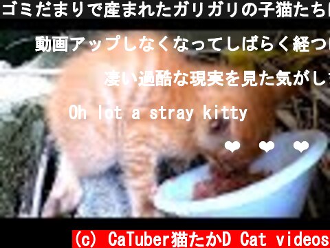 ゴミだまりで産まれたガリガリの子猫たちに命がけでカルカン(kalkan)を給餌する 後半 野良猫 感動猫動画  (c) CaTuber猫たかD Cat videos