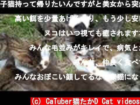 子猫持って帰りたいんですがと美女から突然話しかけられる 野良猫 感動猫動画  (c) CaTuber猫たかD Cat videos