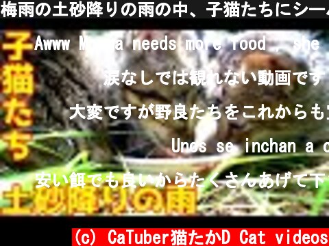 梅雨の土砂降りの雨の中、子猫たちにシーバ(Sheba)とカルカン(kalkan)を給餌したらすさまじい勢いで食べた 野良猫 感動猫動画  (c) CaTuber猫たかD Cat videos