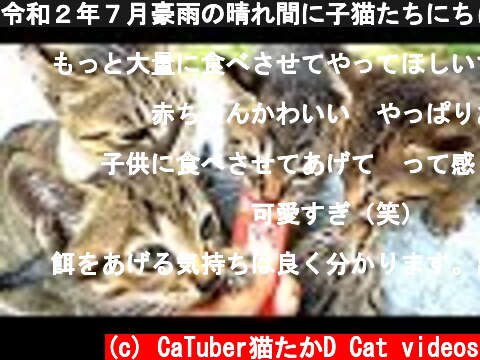 令和２年７月豪雨の晴れ間に子猫たちにちゅ～るをあげたらニャーニャーの大合唱ですさまじくとんでもないことに 野良猫 感動猫動画  (c) CaTuber猫たかD Cat videos