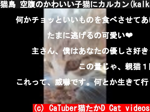 猫島 空腹のかわいい子猫にカルカン(kalkan)をあげたらうまうま言いながら食べた 野良猫 感動猫動画 ASMR #Shorts  (c) CaTuber猫たかD Cat videos