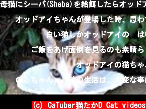 母猫にシーバ(Sheba)を給餌したらオッドアイのかわいい子猫が現れた 野良猫 感動猫動画  (c) CaTuber猫たかD Cat videos