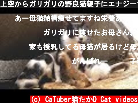上空からガリガリの野良猫親子にエナジーちゅ～るまぐろとシーバを給餌！必死にお乳を吸う子猫たちの授乳シーン 感動猫動画  (c) CaTuber猫たかD Cat videos
