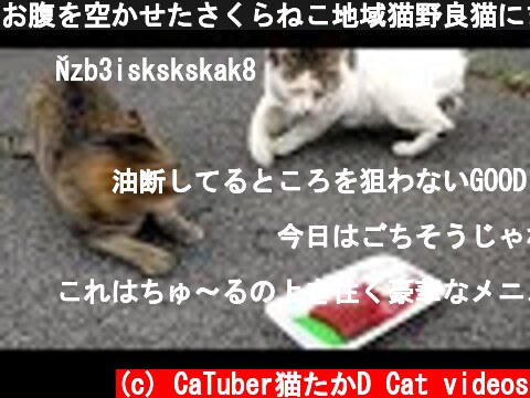 お腹を空かせたさくらねこ地域猫野良猫にまぐろのさしみをあげたらとんでもないことに！ カルカン(kalkan)を給餌 感動猫動画 EOSR5  (c) CaTuber猫たかD Cat videos
