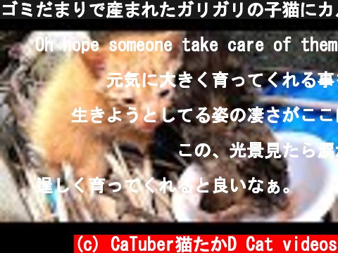 ゴミだまりで産まれたガリガリの子猫にカルカン(kalkan）を給餌する  母猫はネグレクト？ 野良猫 感動猫動画  (c) CaTuber猫たかD Cat videos