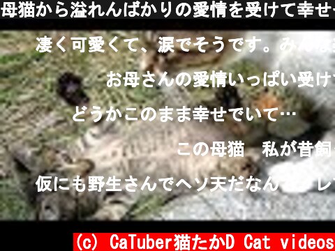 母猫から溢れんばかりの愛情を受けて幸せそうな子猫たち 野良猫 感動猫動画  (c) CaTuber猫たかD Cat videos