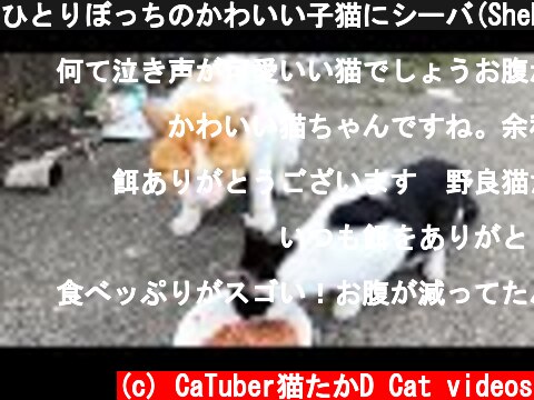 ひとりぼっちのかわいい子猫にシーバ(Sheba)とカルカン(kalkan)を給餌したら今回は巨大なオス猫が現れた 野良猫 感動猫動画  (c) CaTuber猫たかD Cat videos