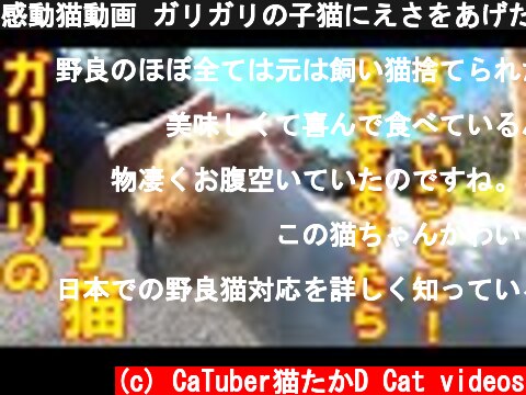 感動猫動画 ガリガリの子猫にえさをあげたらとんでもないことに！　The result of feeding a lean kitten  (c) CaTuber猫たかD Cat videos