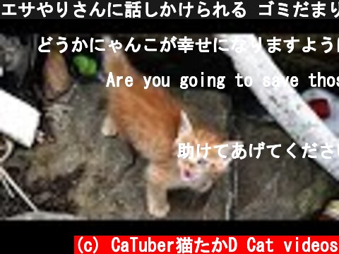 エサやりさんに話しかけられる ゴミだまりで産まれた子猫 野良猫 感動猫動画  (c) CaTuber猫たかD Cat videos
