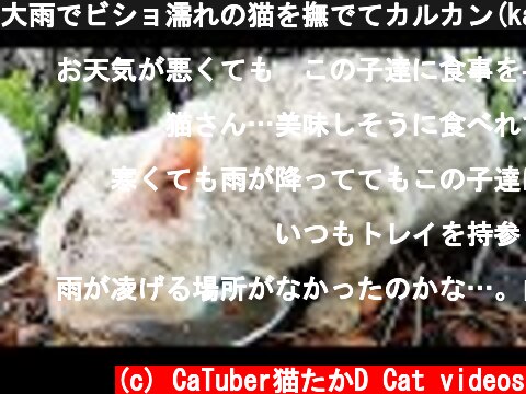 大雨でビショ濡れの猫を撫でてカルカン(kalkan)とシーバ(Sheba)を給餌したら身体を震わせながら食べた 野良猫 感動猫動画  (c) CaTuber猫たかD Cat videos