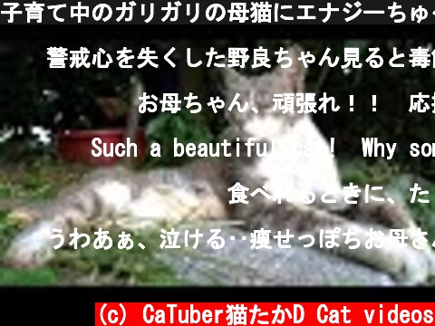 子育て中のガリガリの母猫にエナジーちゅ～るまぐろをあげたら。。。　野良猫 感動猫動画  (c) CaTuber猫たかD Cat videos