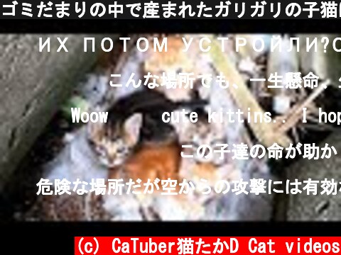 ゴミだまりの中で産まれたガリガリの子猫にカルカン(kalkan)子ねこ用を給餌して命をつなぐ 母猫はネグレクト？　野良猫 感動猫動画  (c) CaTuber猫たかD Cat videos