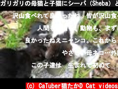 ガリガリの母猫と子猫にシーバ（Sheba）とカルカン(kalkan）子ねこ用をあげたら全身を震わせながら食べた 野良猫 感動猫動画  (c) CaTuber猫たかD Cat videos