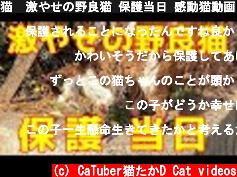 猫  激やせの野良猫 保護当日 感動猫動画  (c) CaTuber猫たかD Cat videos