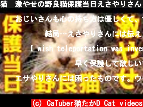 猫　激やせの野良猫保護当日えさやりさんと遭遇 感動猫動画  (c) CaTuber猫たかD Cat videos