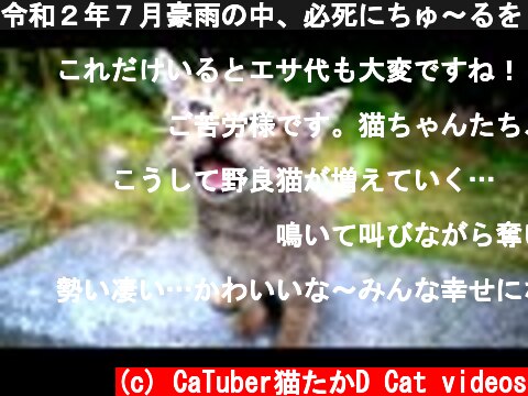 令和２年７月豪雨の中、必死にちゅ～るをくれ！！と鳴き叫ぶ子猫たち 野良猫 感動猫動画  (c) CaTuber猫たかD Cat videos