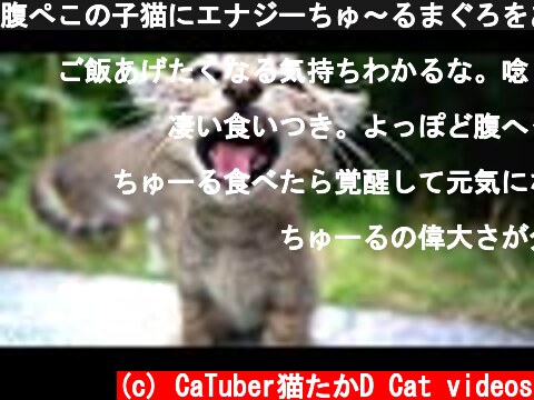 腹ぺこの子猫にエナジーちゅ～るまぐろをあげたらとんでもないことに　野良猫 感動猫動画  (c) CaTuber猫たかD Cat videos
