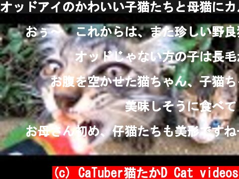 オッドアイのかわいい子猫たちと母猫にカルカン(kalkan)のおかわりとちゅ～るを給餌したらうまそうに食べた 野良猫 感動猫動画  (c) CaTuber猫たかD Cat videos