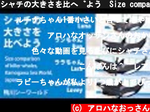 シャチの大きさを比べよう　Size comparison of killer whales,Kamogawa Sea World,Japan【鴨川シーワールド　シャチパフォーマンス】  (c) アロハなおっさん