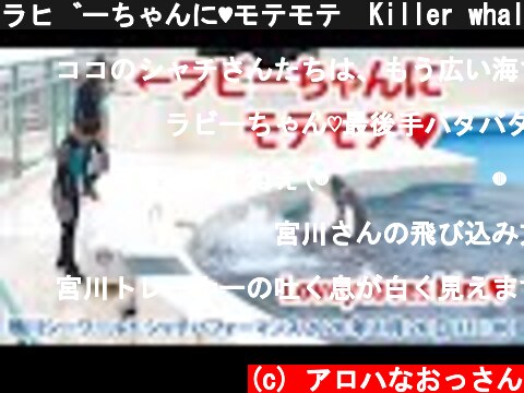 ラビーちゃんに♥モテモテ　Killer whale performance, Kamogawa Sea World, Japan【2020年1月26日11:00　鴨川シーワールド　シャチパフォー  (c) アロハなおっさん