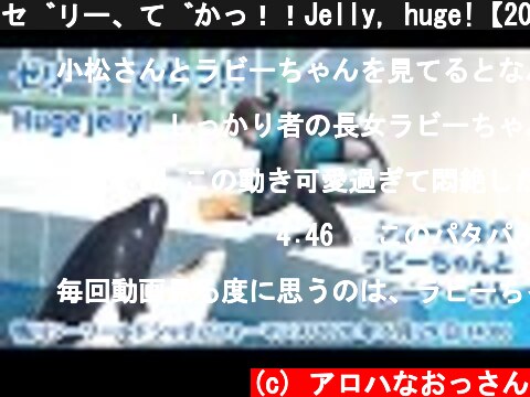 ゼリー、でかっ！！Jelly, huge!【2020年6月29日14:00　鴨川シーワールド　シャチパフォーマンス】Killer whale performance, Kamogawa Sea  (c) アロハなおっさん