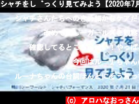 シャチをじっくり見てみよう【2020年7月21日　鴨川シーワールド　シャチパフォーマンス】Killer whale performance, Kamogawa Sea World, Japan  (c) アロハなおっさん