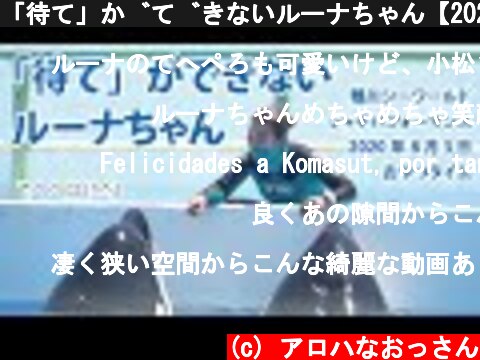 「待て」ができないルーナちゃん【2020年8月3日　おやつタイム　鴨川シーワールド　シャチパフォーマンス】Killer whale performance, Kamogawa Sea Worl  (c) アロハなおっさん