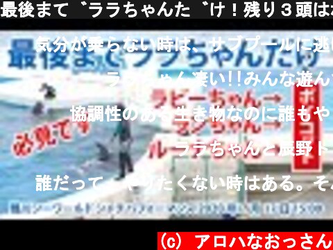 最後までララちゃんだけ！残り３頭はボイコット！【2020年7月17日15:00　鴨川シーワールド　シャチパフォーマンス】Killer whale performance, Kamogawa  (c) アロハなおっさん