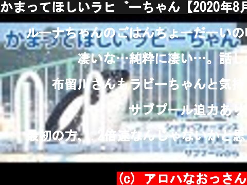 かまってほしいラビーちゃん【2020年8月3日　サブプールから　鴨川シーワールド　シャチパフォーマンス】Killer whale performance, Kamogawa Sea Worl  (c) アロハなおっさん