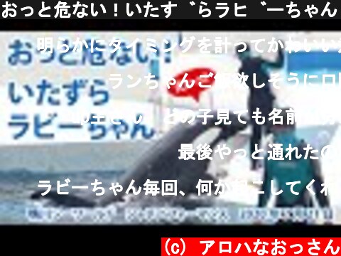 おっと危ない！いたずらラビーちゃん【2020年7月21日　鴨川シーワールド　シャチパフォーマンス】Killer whale performance, Kamogawa Sea World, J  (c) アロハなおっさん